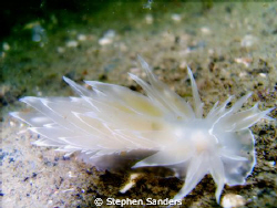 this is a alabaster nudibranch taken in puget sound washi... by Stephen Sanders 